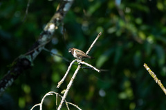 Spermestes cucullata