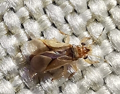 Thaumastocoris peregrinus