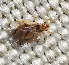 Thaumastocoris peregrinus