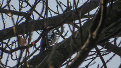 Dendrocopos syriacus