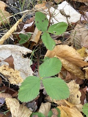 Fragaria virginiana