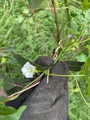 Calystegia marginata