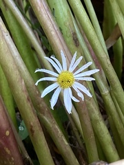 Boltonia asteroides