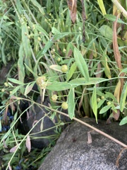 Boltonia asteroides