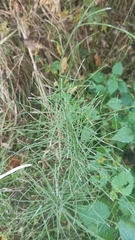 Equisetum