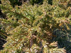 Juniperus communis
