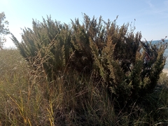 Juniperus communis