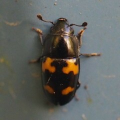 Glischrochilus fasciatus