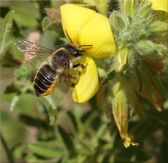 Megachile maritima