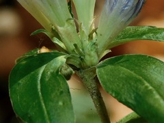 Pneumonanthe