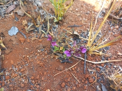 Scutellaria schweinfurthii