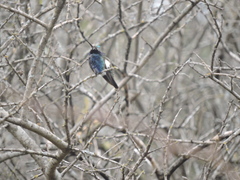 Heliomaster furcifer