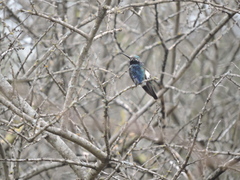 Heliomaster furcifer
