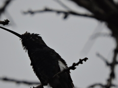 Heliomaster furcifer