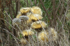 Cynara cardunculus