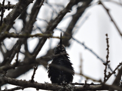 Heliomaster furcifer