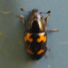 Glischrochilus fasciatus