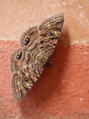 Speiredonia spectans
