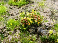 Physcomitrium sphaericum