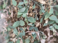 Petrocoptis grandiflora