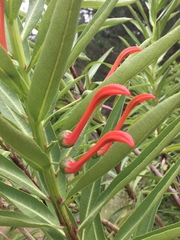 Lobelia excelsa