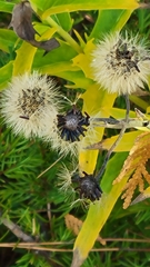 Hieracium umbellatum