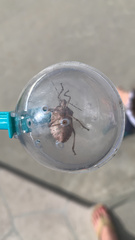 Halyomorpha halys