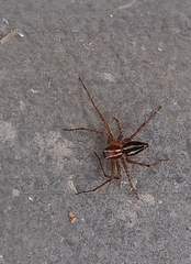 Oxyopes gracilipes