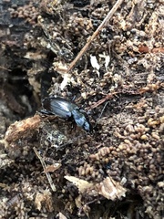 Agonum
