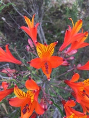 Alstroemeria ligtu