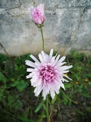 Crepis rubra