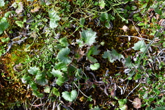 Endocellion glaciale