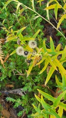 Hieracium umbellatum