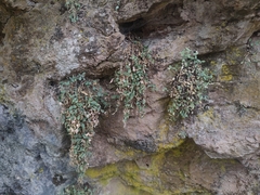 Petrocoptis grandiflora