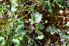 Endocellion glaciale