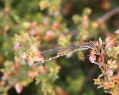 Austrolestes annulosus