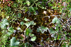 Endocellion glaciale