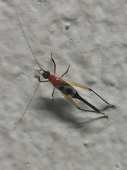 Homoeoxipha lycoides