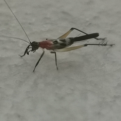 Homoeoxipha lycoides