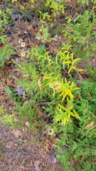 Hieracium umbellatum