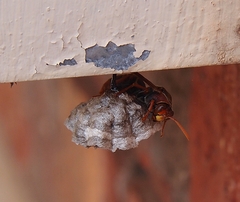 Polistes humilis humilis
