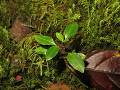 Valeriana clematitis