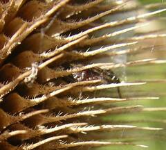 Metaphidippus manni
