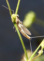 Callibaetis