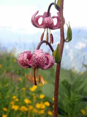 Lilium martagon martagon