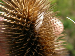 Metaphidippus manni