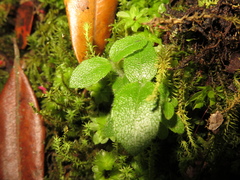 Ageratina asclepiadea