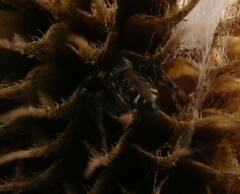 Metaphidippus manni
