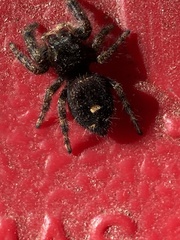 Phidippus audax