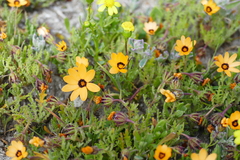 Dimorphotheca pinnata